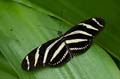 046 Zebra-Falter - Heliconius charitonius